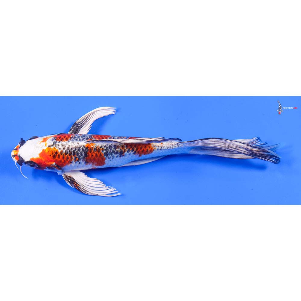8” Imported Kujaku Butterfly Koi