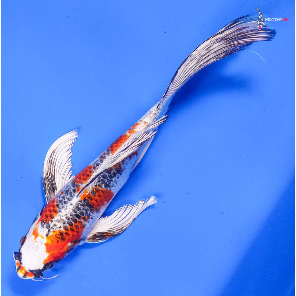8” Imported Kujaku Butterfly Koi