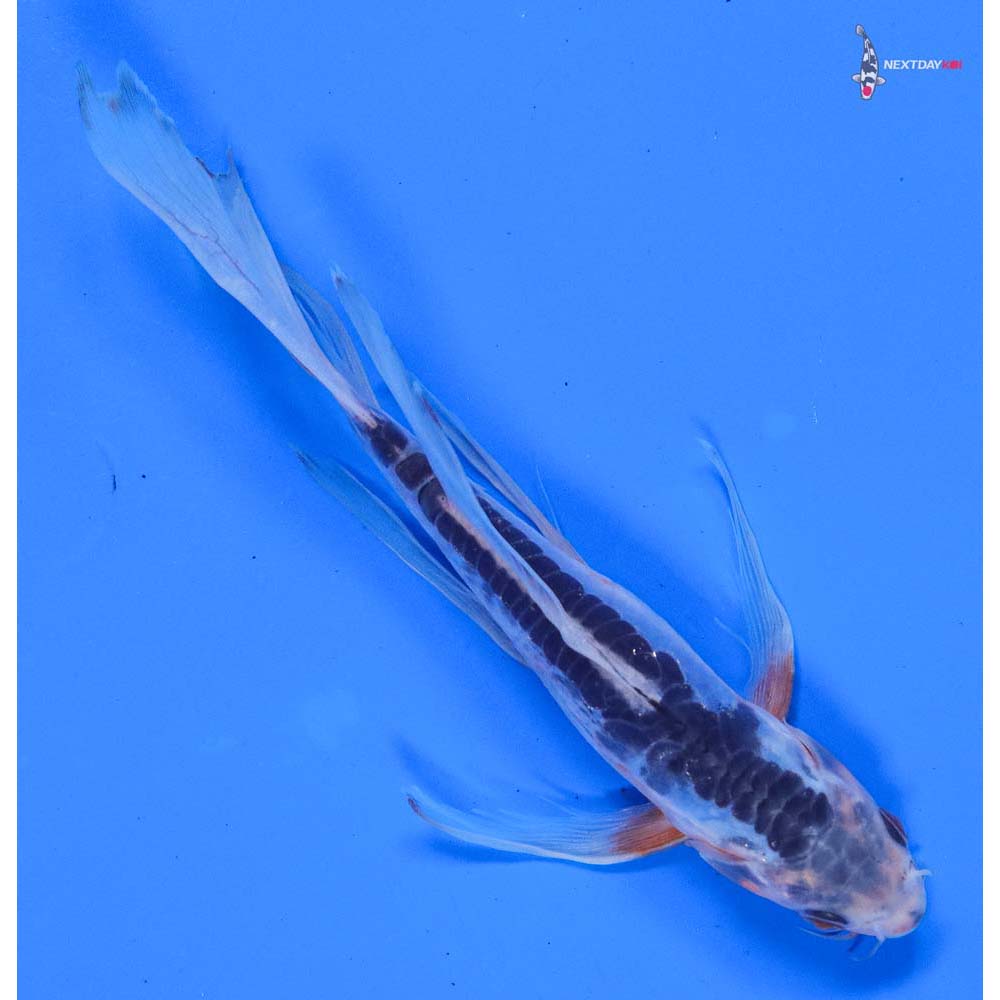 7” Imported Shusui Butterfly Koi