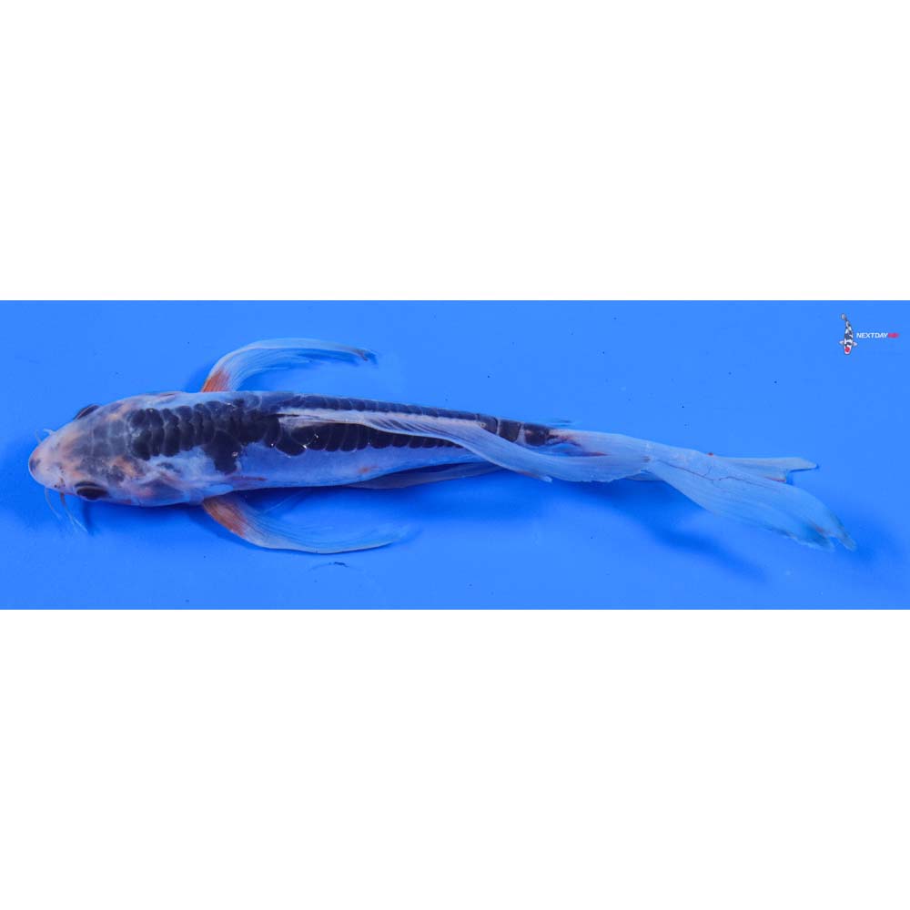 7” Imported Shusui Butterfly Koi