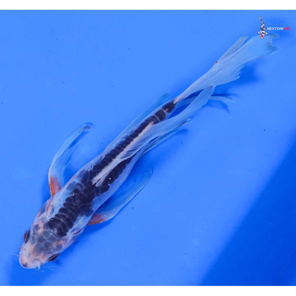 7” Imported Shusui Butterfly Koi