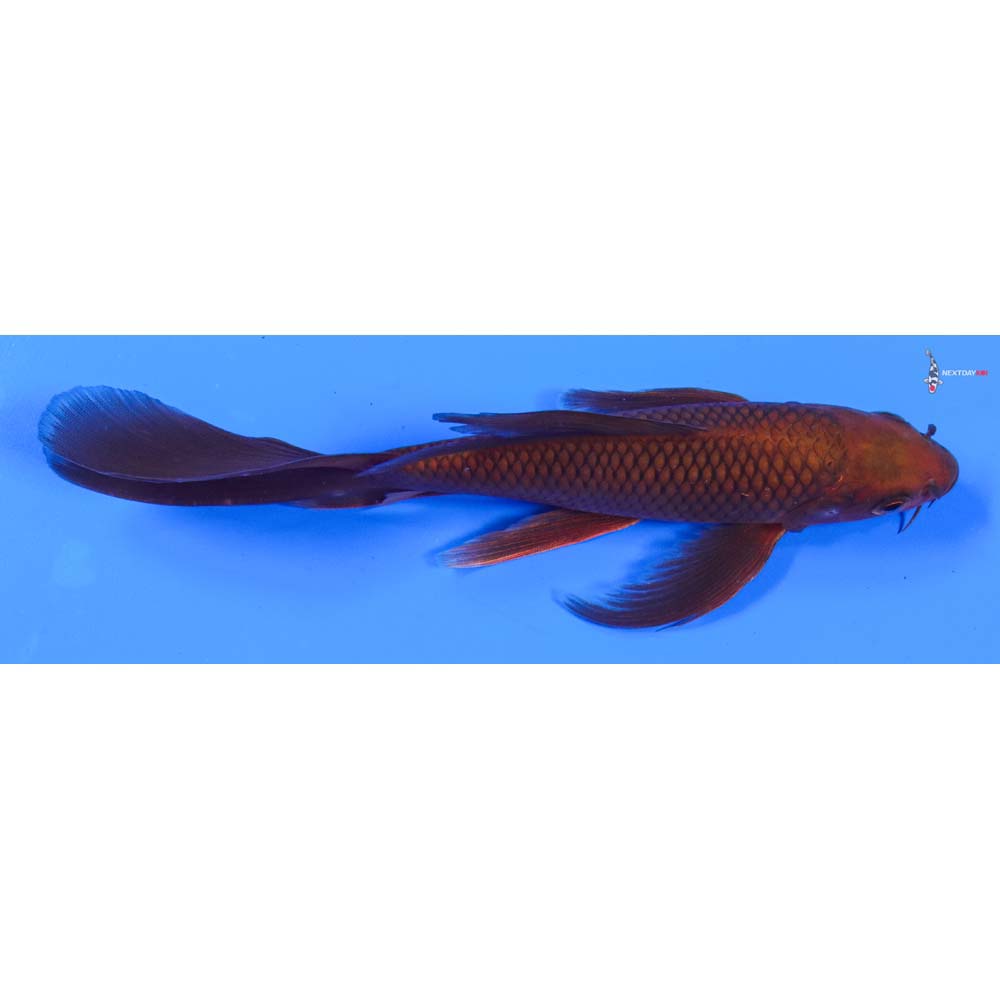 7” Imported Chagoi Butterfly Koi