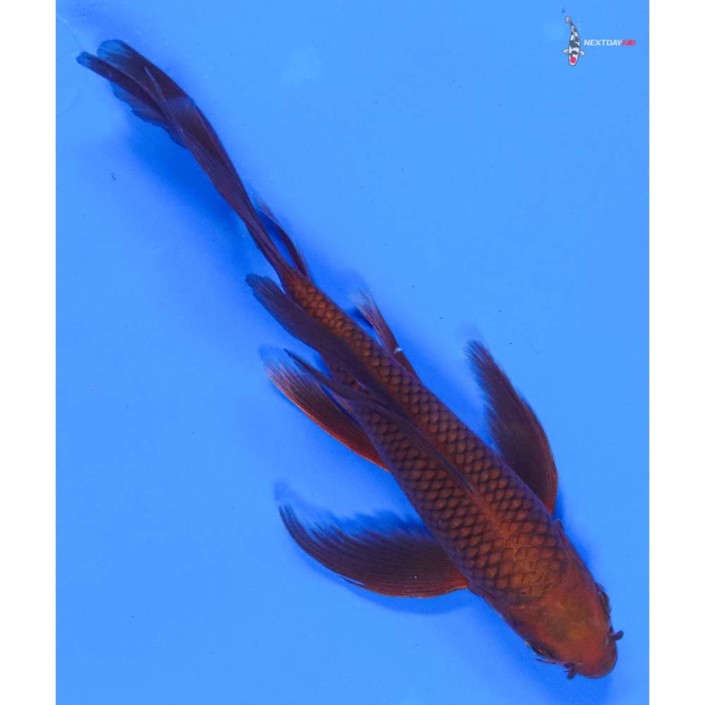 7” Imported Chagoi Butterfly Koi