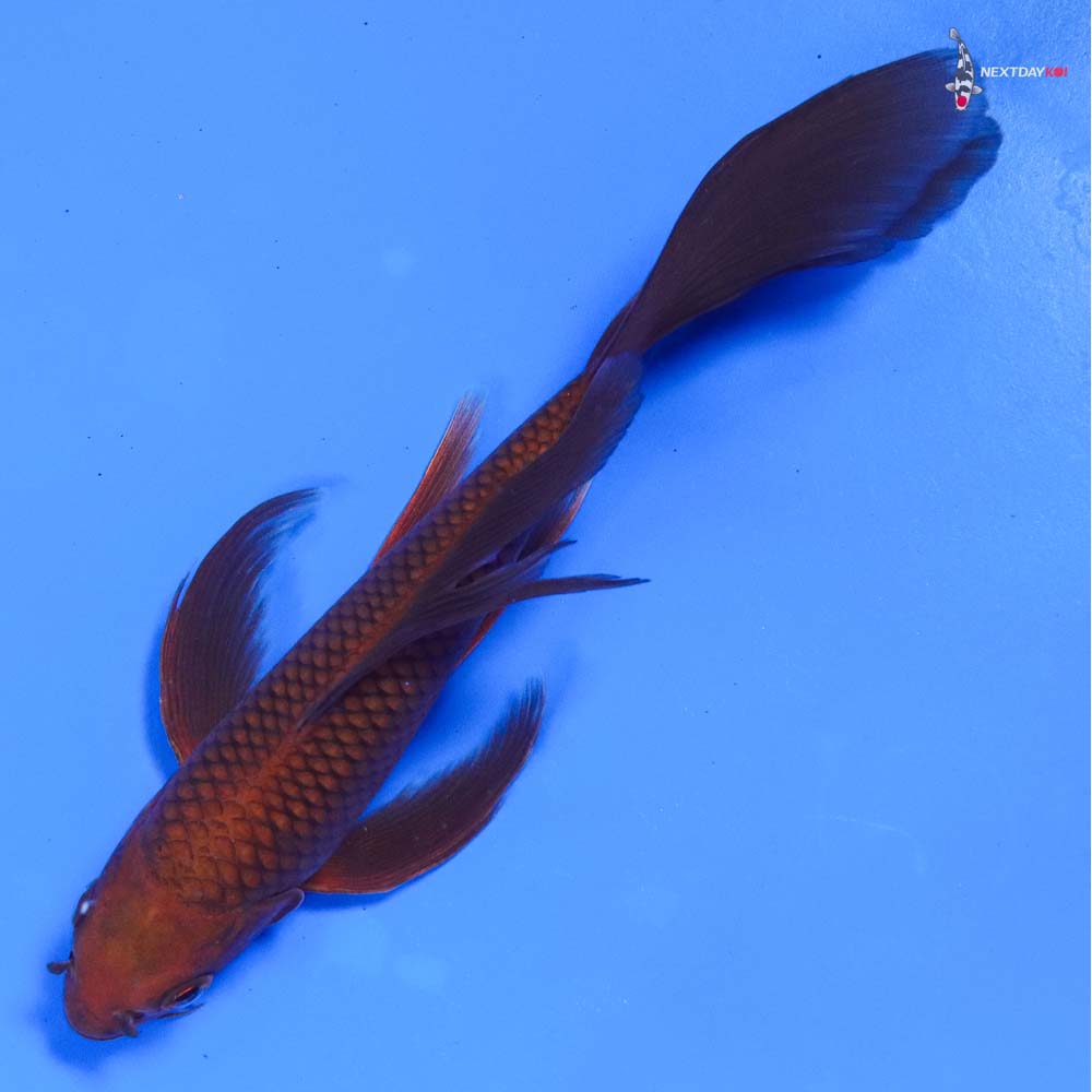 7” Imported Chagoi Butterfly Koi