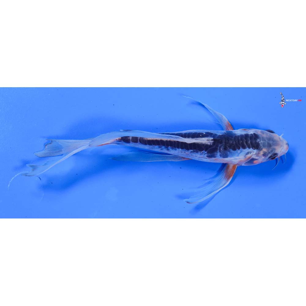 7” Imported Shusui Butterfly Koi