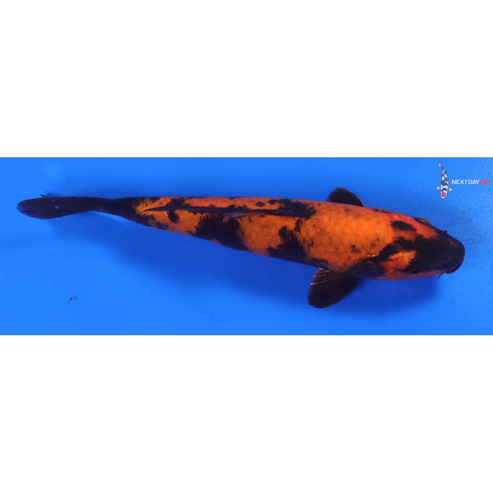 8” Imported Hi Utsuri