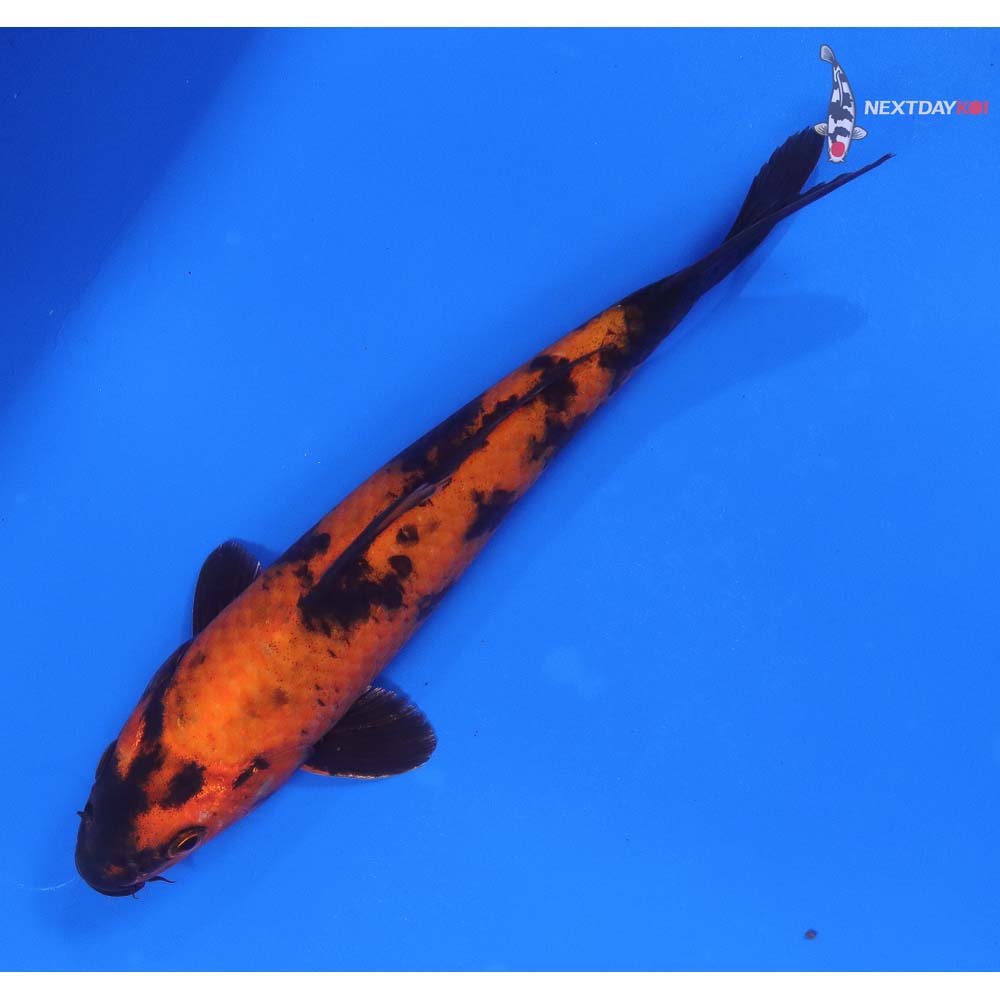 8” Imported Hi Utsuri