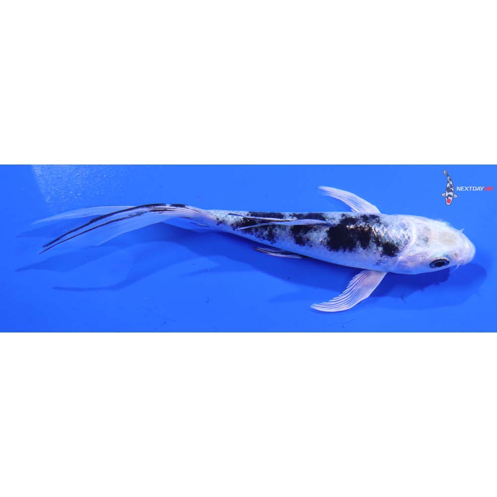 5” Imported Gin Shiro Bekko Butterfly Koi