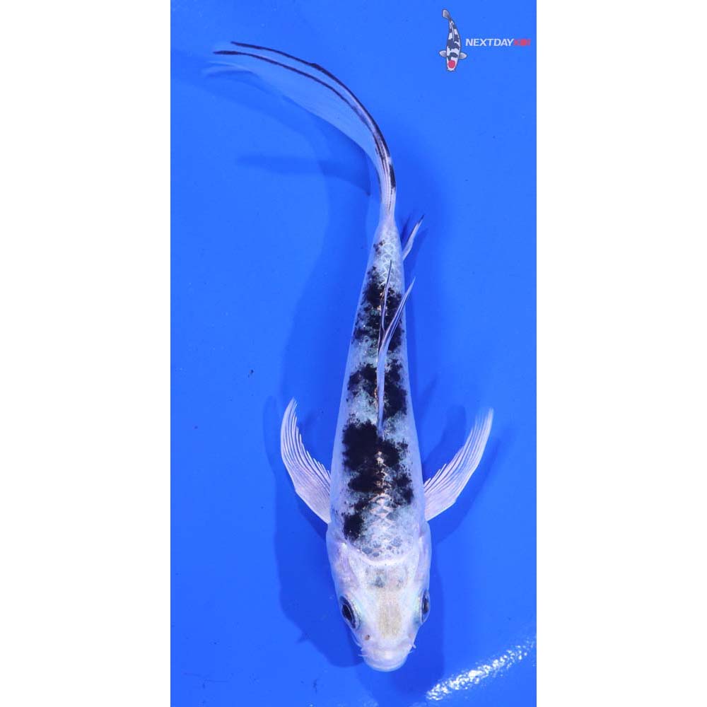 5” Imported Gin Shiro Bekko Butterfly Koi