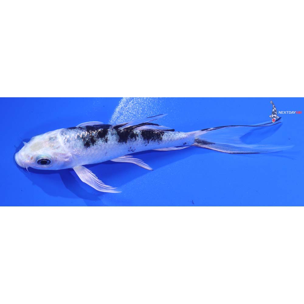 5” Imported Gin Shiro Bekko Butterfly Koi