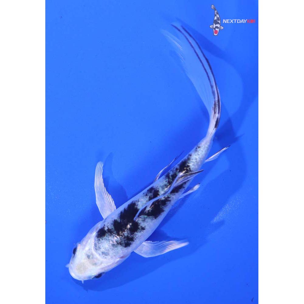5” Imported Gin Shiro Bekko Butterfly Koi