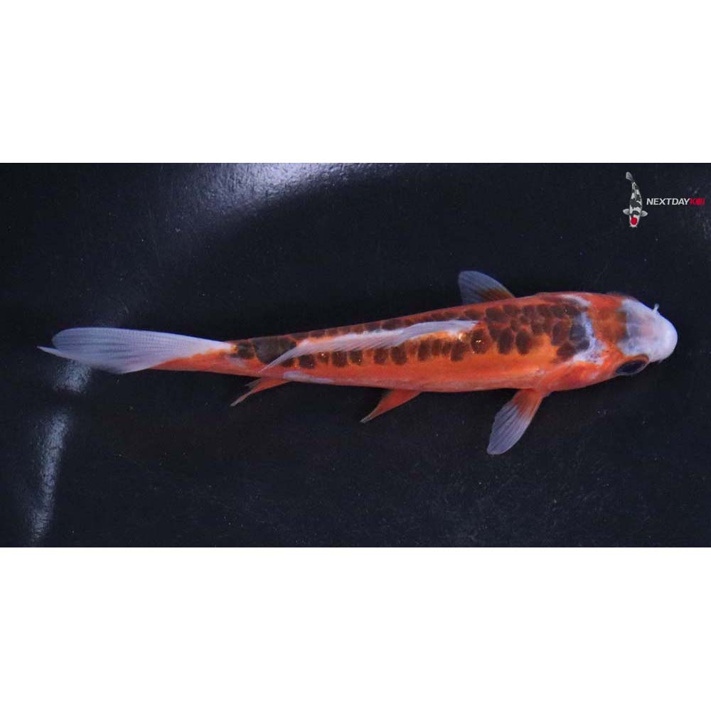 4.5” Imported Hana Shusui