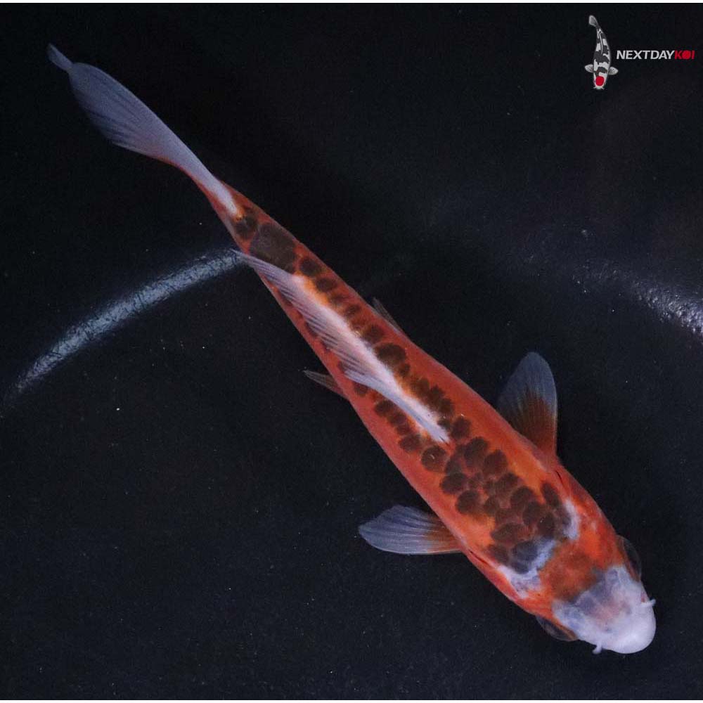 4.5” Imported Hana Shusui