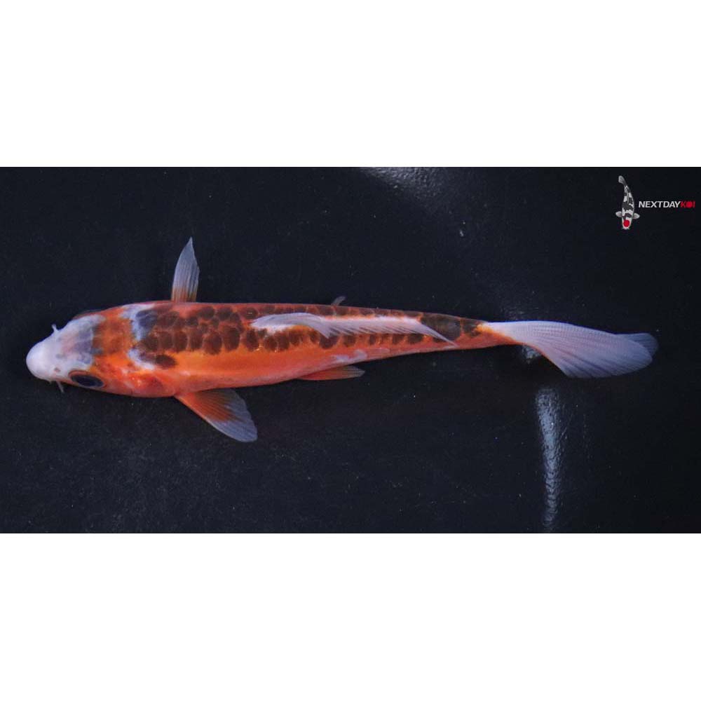 4.5” Imported Hana Shusui