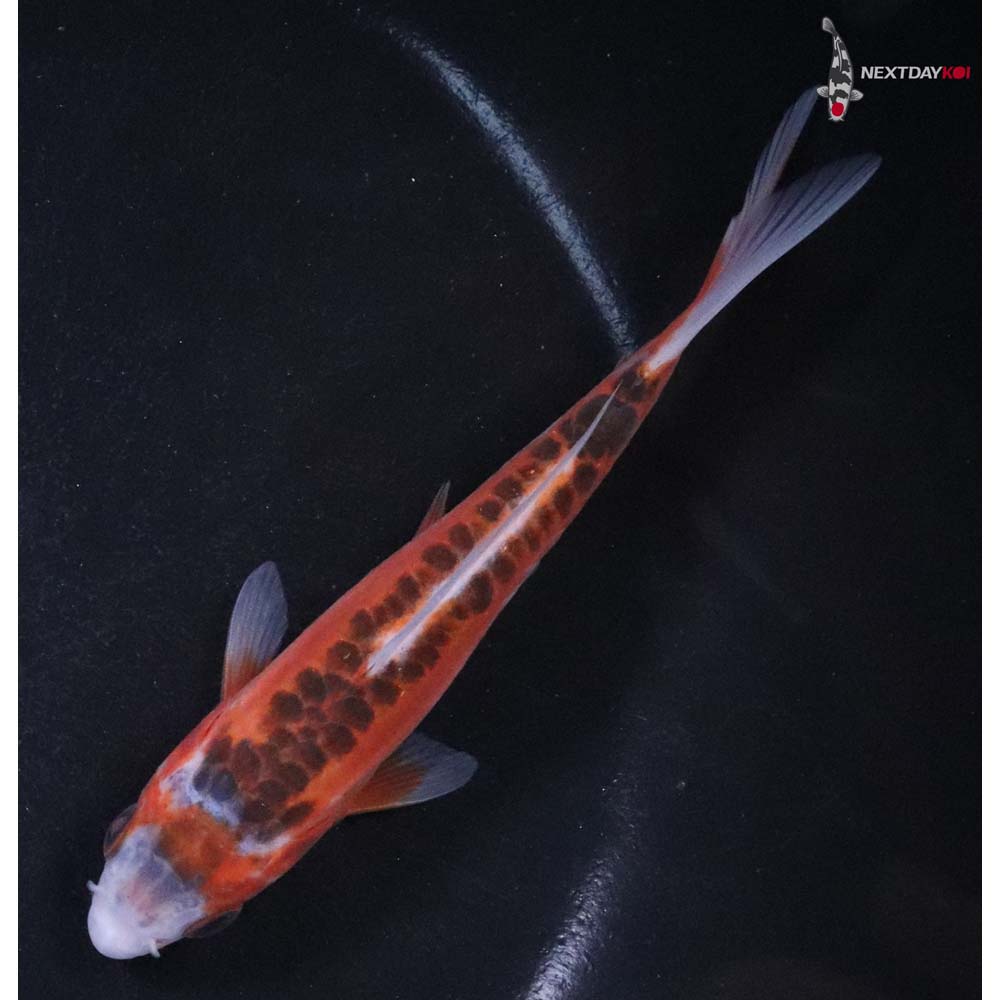 4.5” Imported Hana Shusui