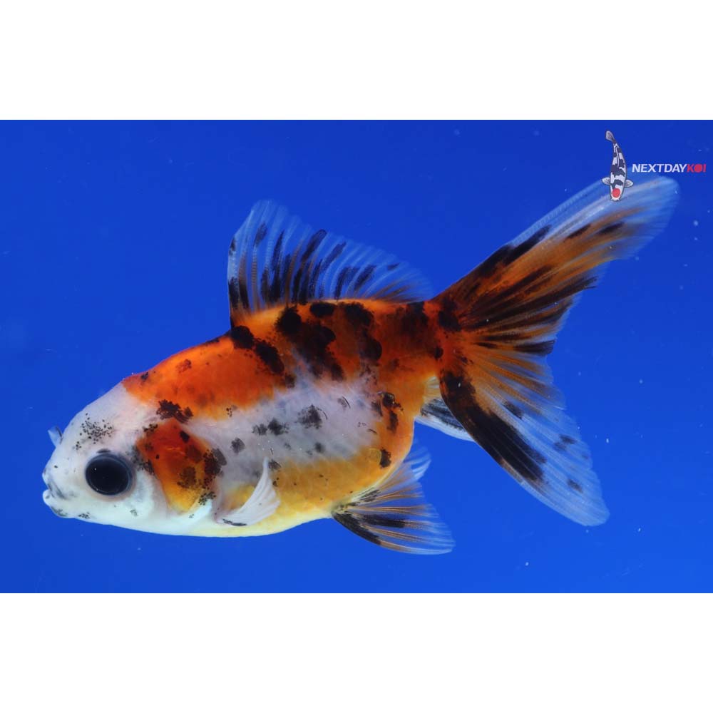 3” Imported Calico Oranda