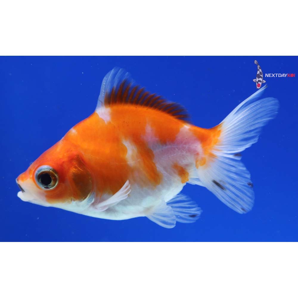 3” Imported Calico Ryukin