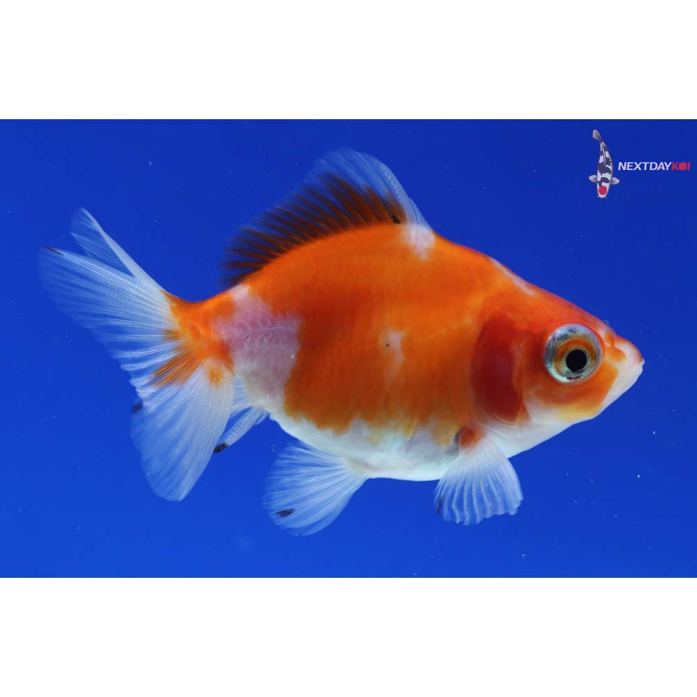 3” Imported Calico Ryukin