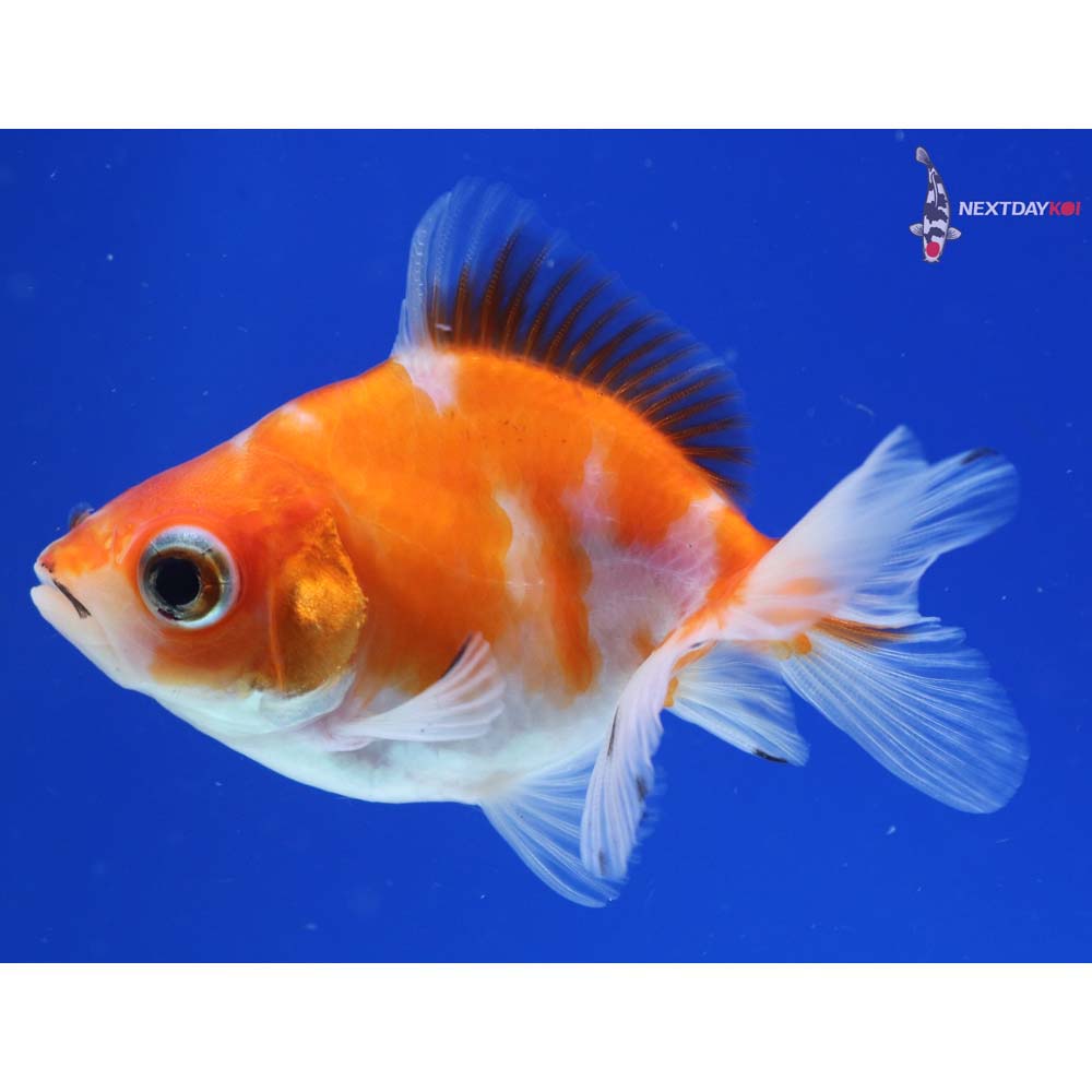 3” Imported Calico Ryukin