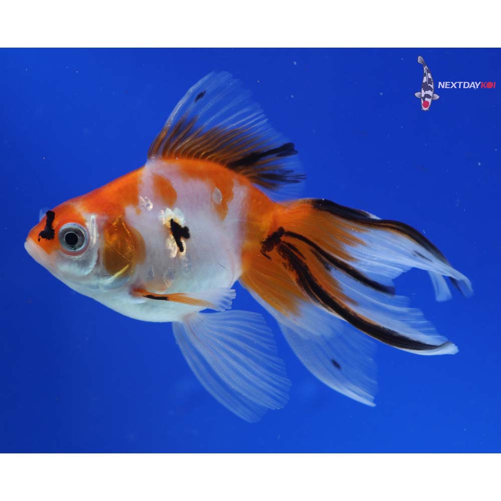 3.5” Imported Calico Ryukin