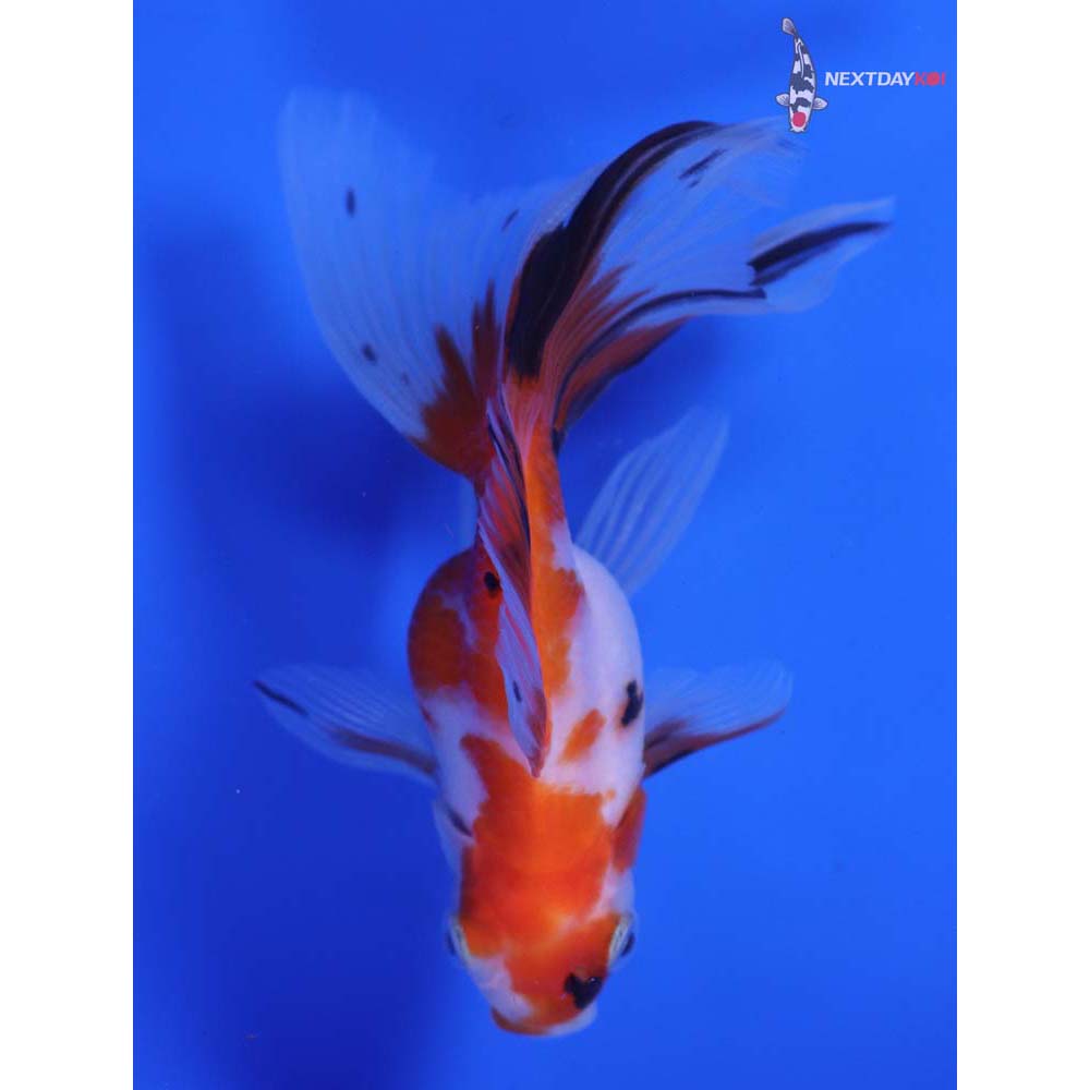3.5” Imported Calico Ryukin