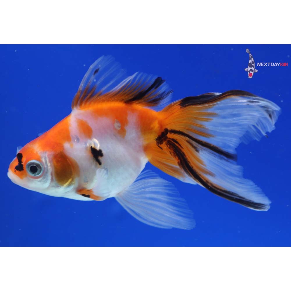 3.5” Imported Calico Ryukin