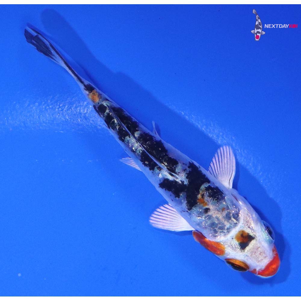 3” Imported Heisei Nishiki