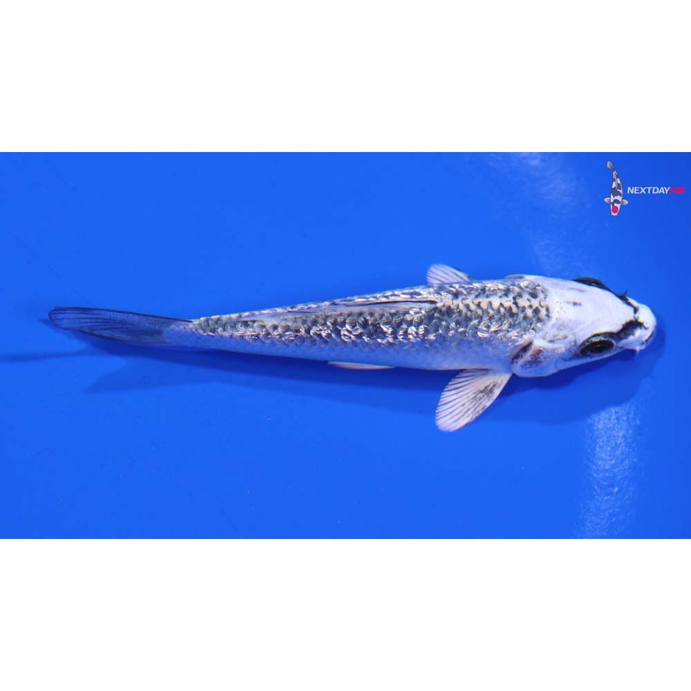 3.5” Imported Gin Rin Gin Matsuba