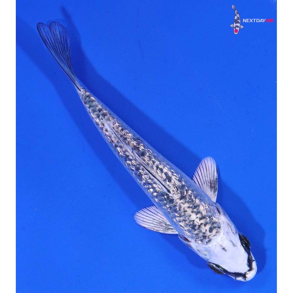 3.5” Imported Gin Rin Gin Matsuba