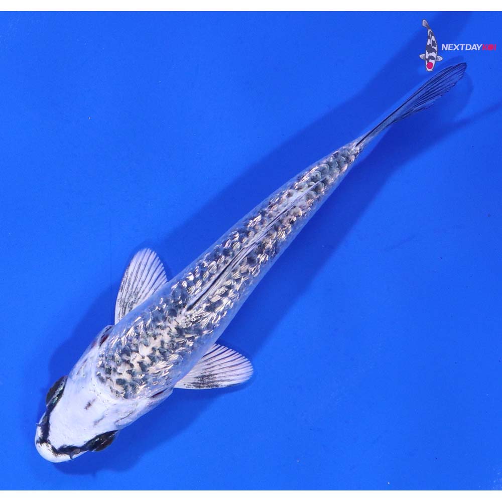 3.5” Imported Gin Rin Gin Matsuba