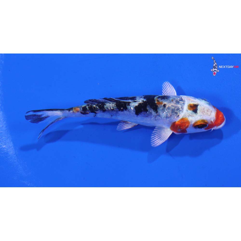 3” Imported Heisei Nishiki