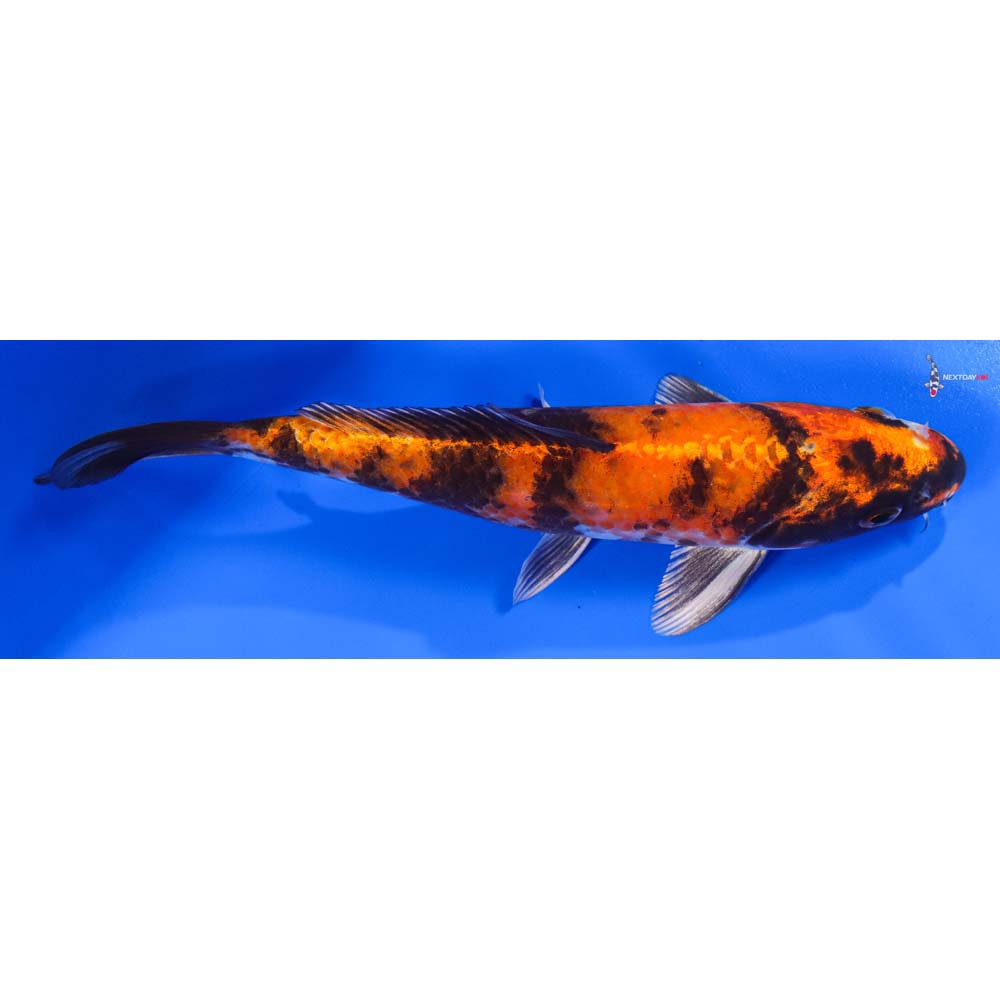 8” Imported Kin Showa