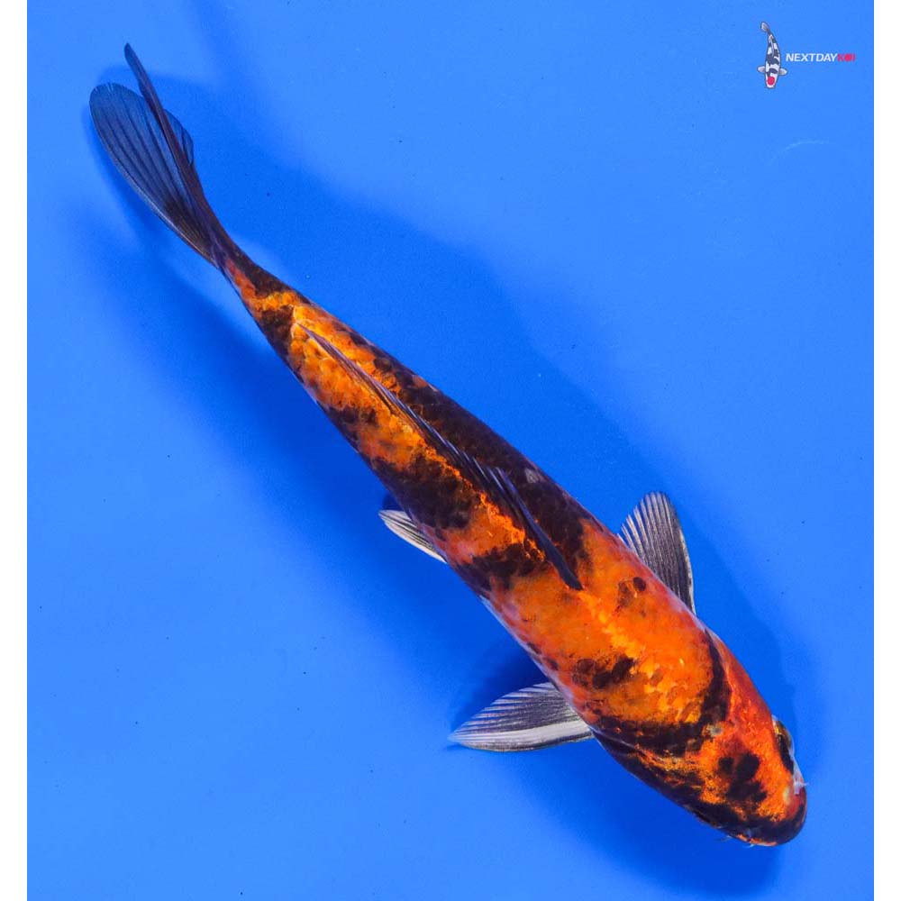 8” Imported Kin Showa