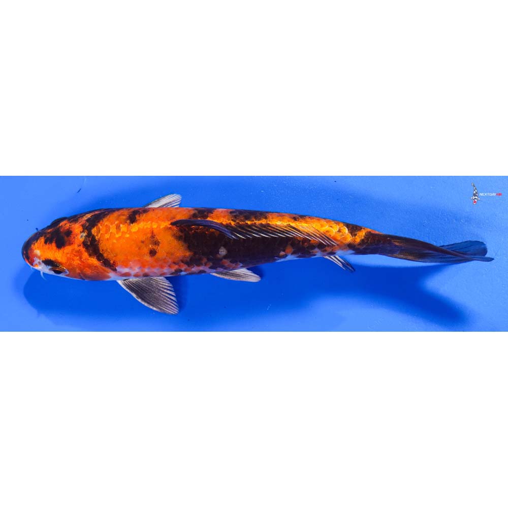 8” Imported Kin Showa