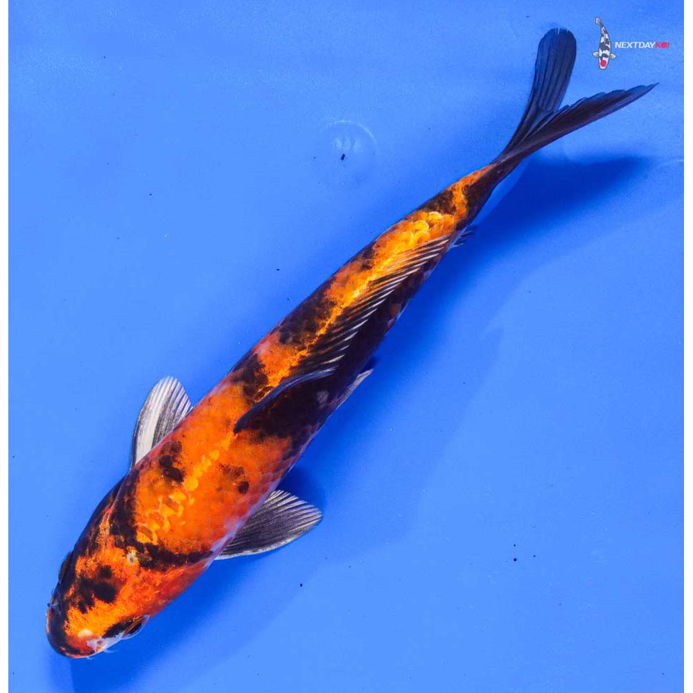 8” Imported Kin Showa