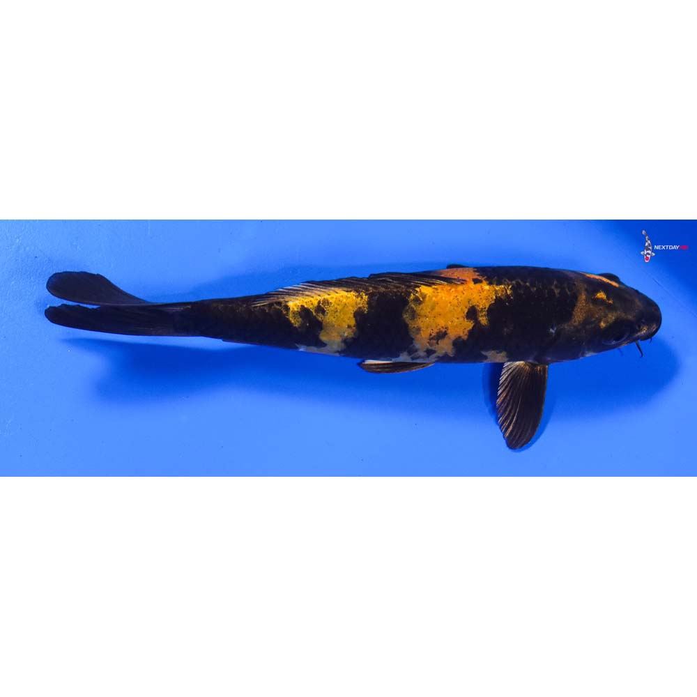 7” Imported Kin Ki Utsuri