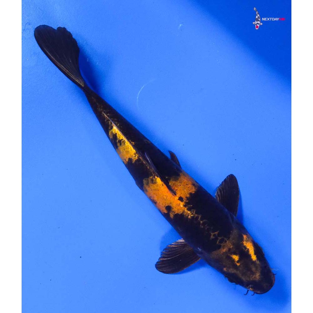 7” Imported Kin Ki Utsuri