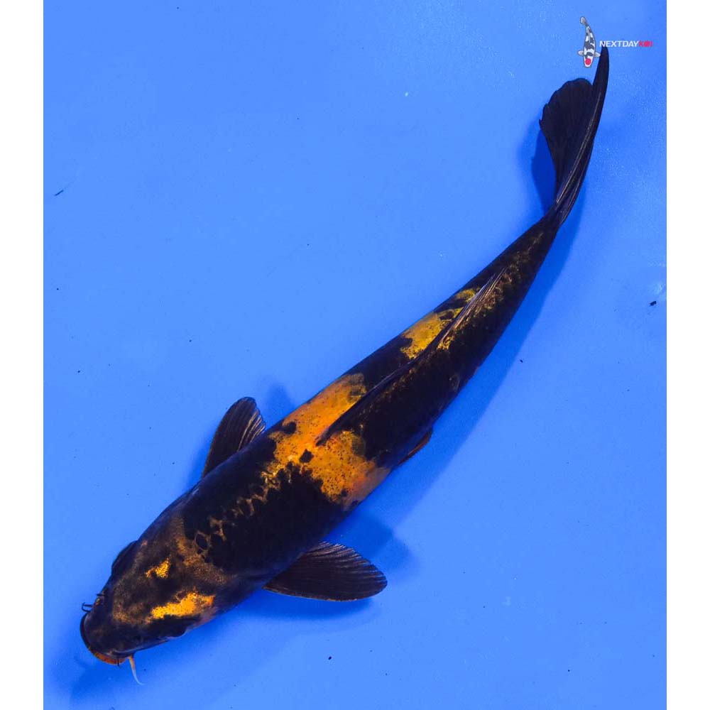 7” Imported Kin Ki Utsuri