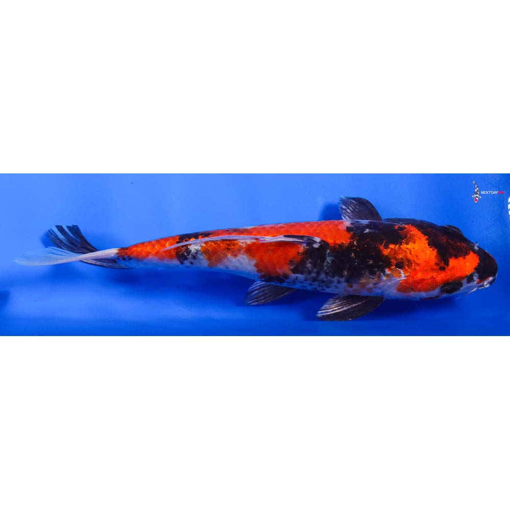 7” Imported Kin Showa