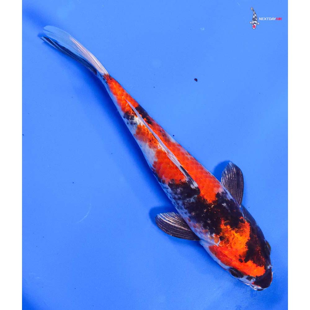 7” Imported Kin Showa