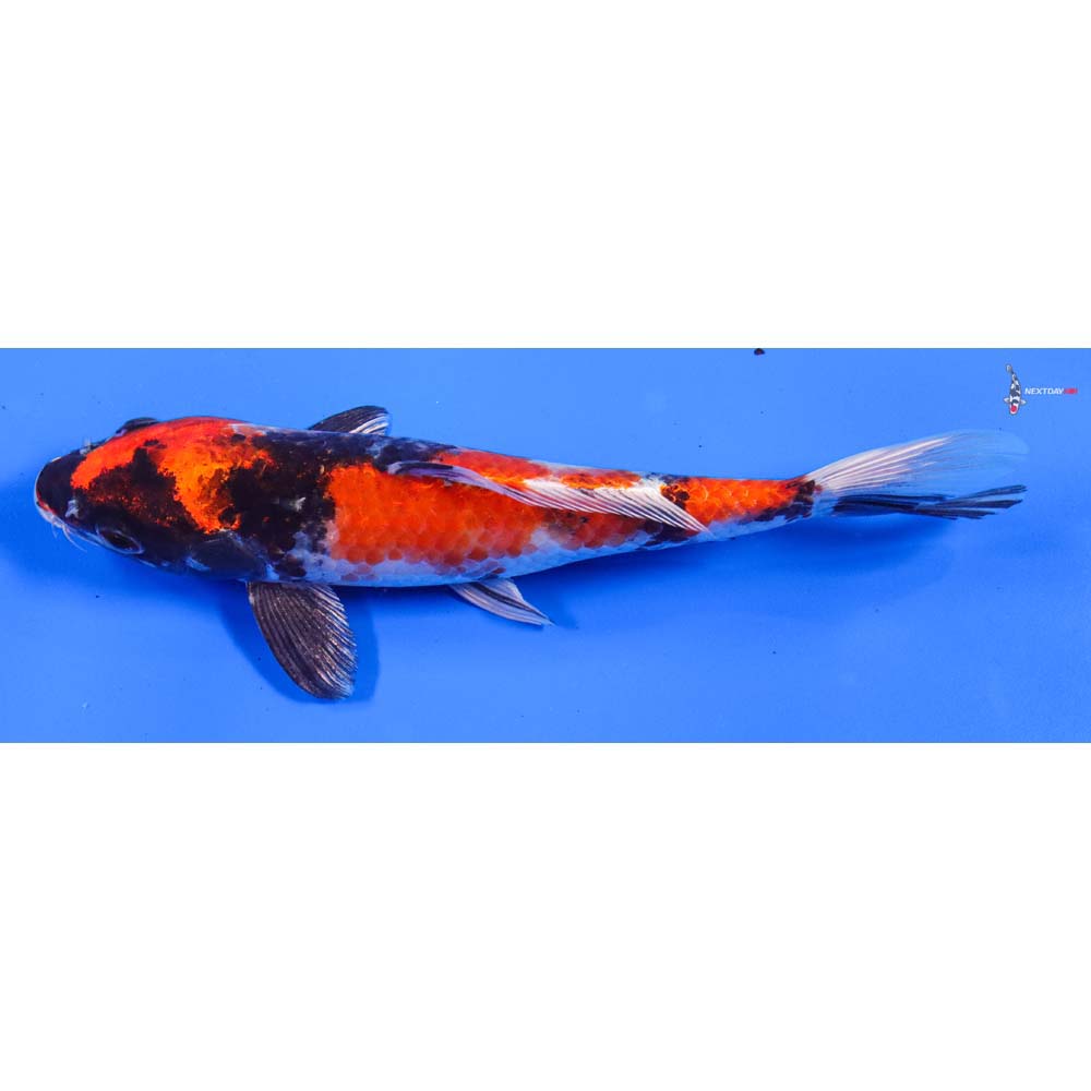 7” Imported Kin Showa