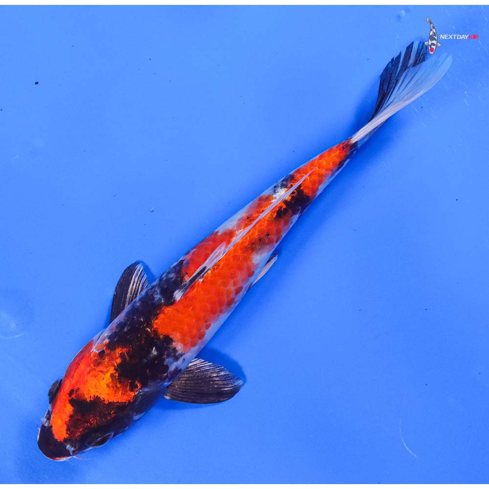 7” Imported Kin Showa