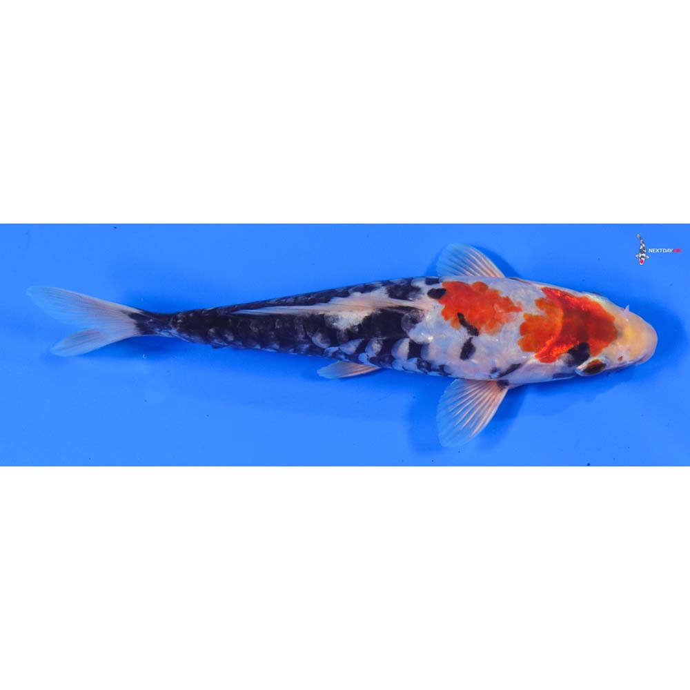 7” Imported Armor Scaled Beni Kumonryu