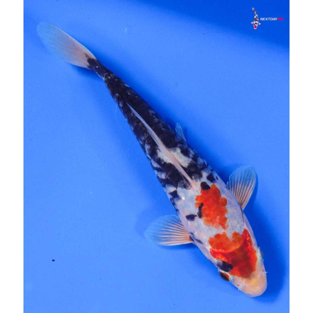 7” Imported Armor Scaled Beni Kumonryu