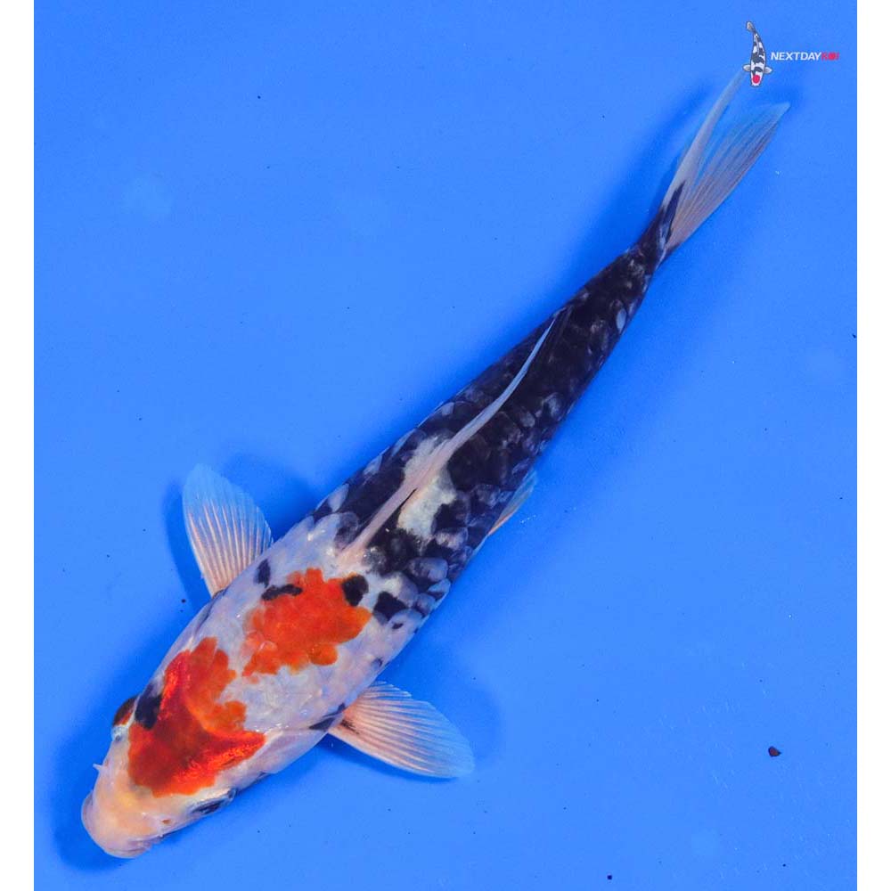 7” Imported Armor Scaled Beni Kumonryu