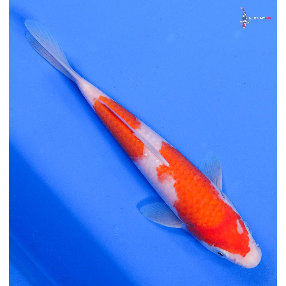 7.5” Imported Kohaku