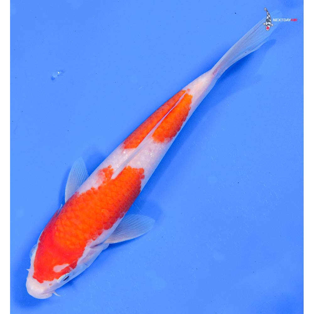 7.5” Imported Kohaku