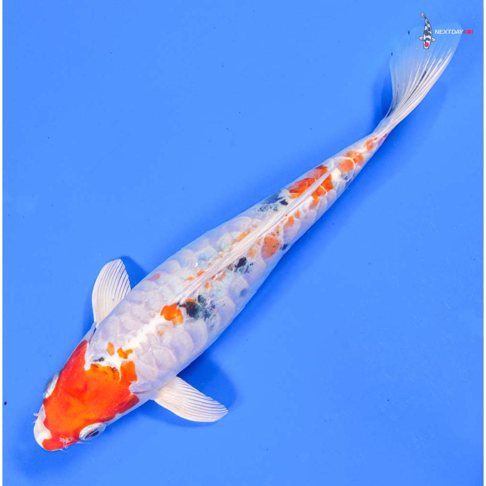 8” Imported Heisei Nishiki