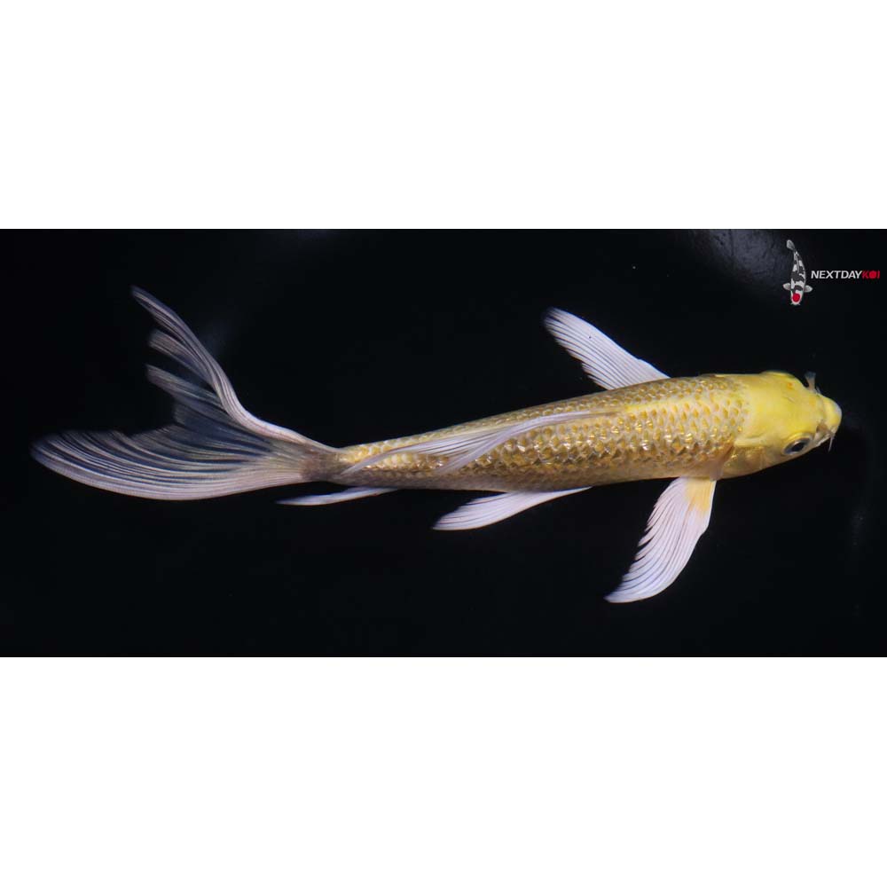 7.5” Imported Gin Rin Yamabuki Ogon Butterfly Koi