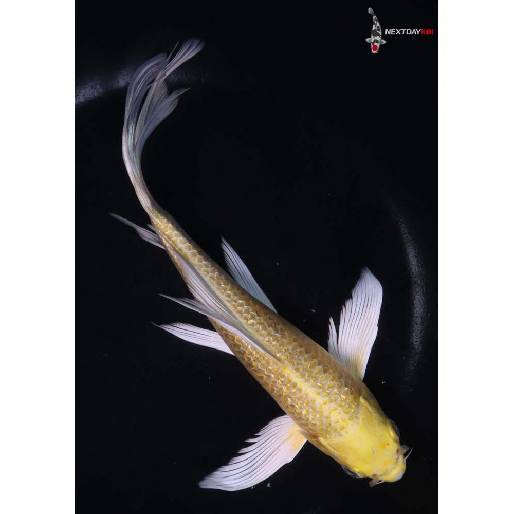 7.5” Imported Gin Rin Yamabuki Ogon Butterfly Koi